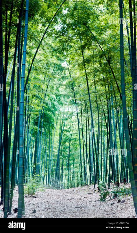 Landscape Of Bamboo Forest In Sichuan Bamboo Sea Taken In Sichuan