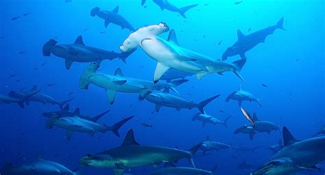 Galapagos Shark Galapagos Conservation Trust