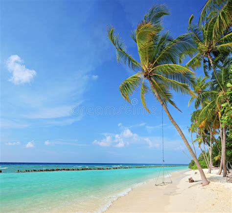 Beach Scene With A Swing On A Palm Tree Stock Image Image Of Sand Sandy 24862655