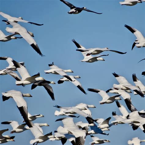 Snow Geese Flying Smithsonian Photo Contest Smithsonian Magazine