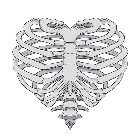 This item can be dropped. Heart Rib Cage on Behance