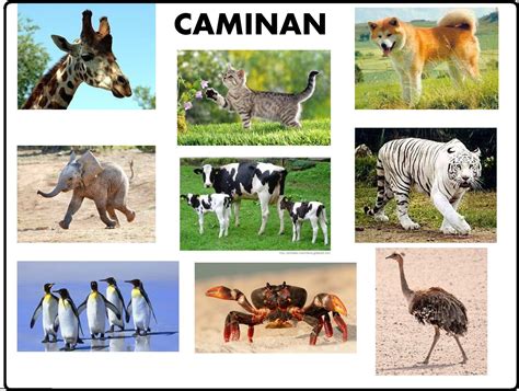 There Are Many Different Types Of Animals In This Picture And It Is