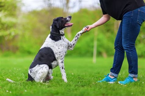 The Benefits Of A Well Trained Dog Craigieburn Dog Obedience Group