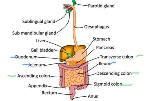 Upper Gi Tract Flashcards Quizlet