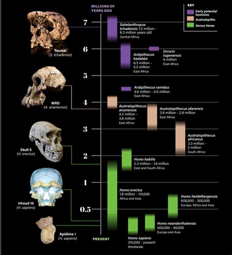 Human Evolution Timeline Skulls