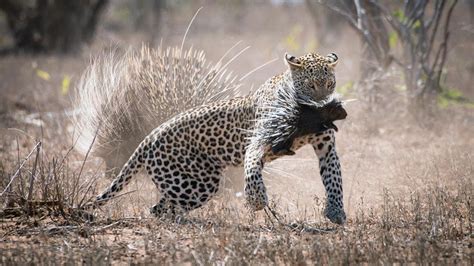 Boss Battle A Leopard Grabs A Crested Porcupine Baby While In The