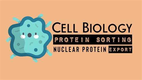 Nuclear Protein Export Protein Sorting Cell Biology Youtube