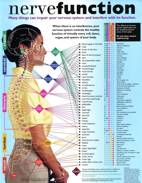 Nerve Function Chart Fitness Hacks Fitness Workouts Chronic Fatigue