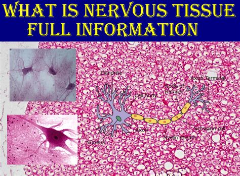 What Is Nervous Tissue Histology Anjani Mishra