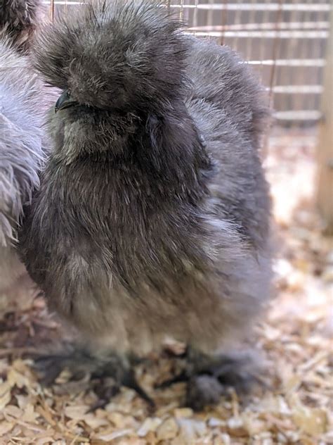 6 Blue Black Splash Silkie Hatching Eggs Naked Neck All Feather