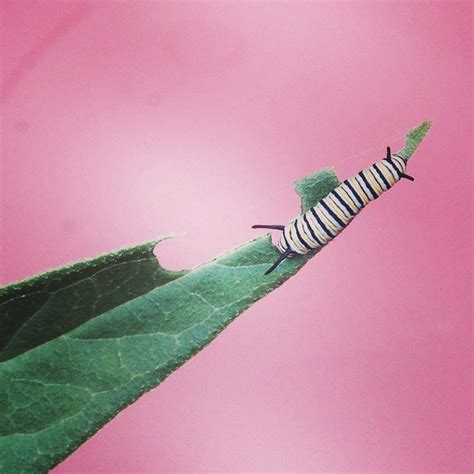 Meet Sedgewick The Monarch Caterpillar—and Find Out What You Can Do To