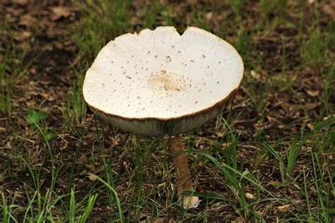 Großer Weißer Pilz Im Gras Kostenloses Stock Bild Public Domain Pictures