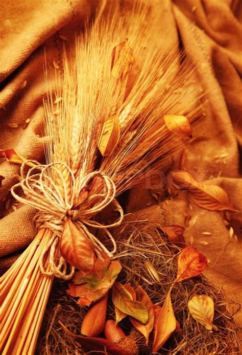 Autumn Wheat Background With Leaves Stock Photo Colourbox