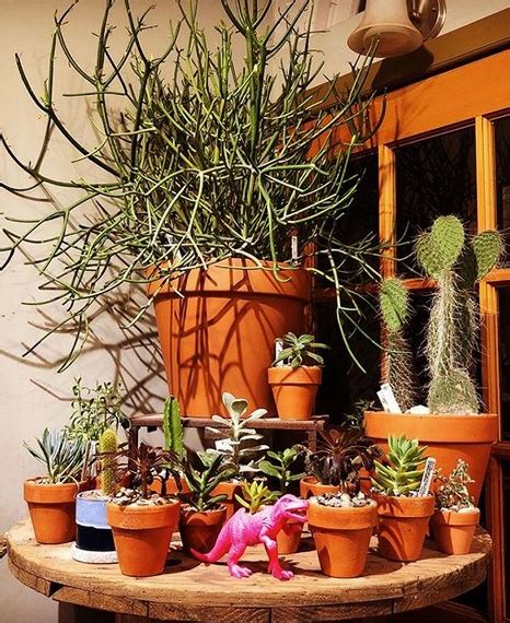 How To Make Your House Plants Survive In Your Philly Rowhouse