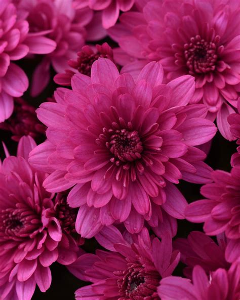 Chrysanthemum Purple Mum Plant 3 Quart Plants Direct To You