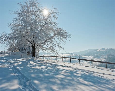 Snow Covered Tree With Sun Shining Through It Photograph