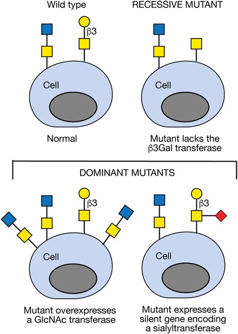 Figure 491 Alteration Of Cell Surface Glycans By Recessive And