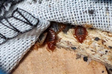 council receives alarming number of calls about bed bugs uk news metro news