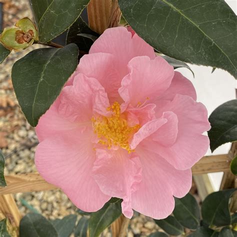 Camellia X ‘arctic Dawn Piedmont Carolina Nursery