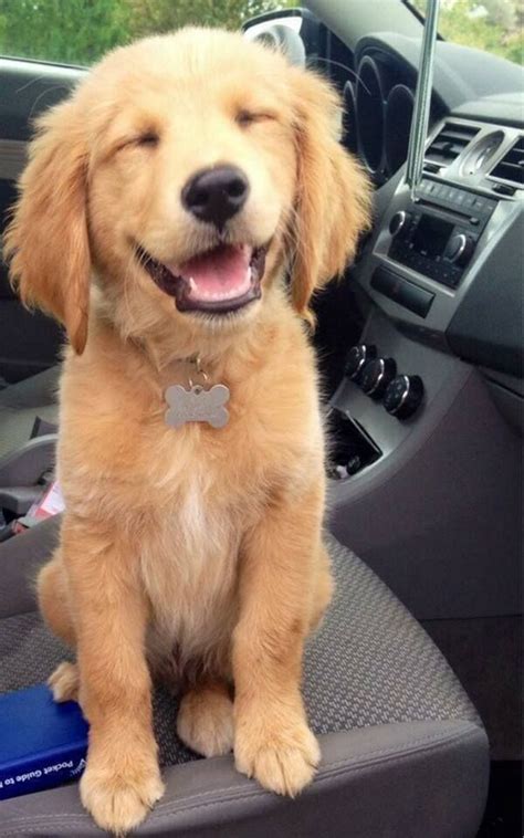 Golden Retriever With The Best Smile Ever Baby Animals Funny Animals