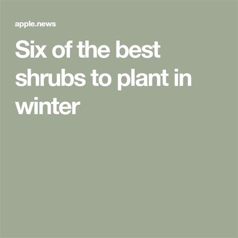 Six Of The Best Shrubs To Plant In Winter — The Times And The Sunday