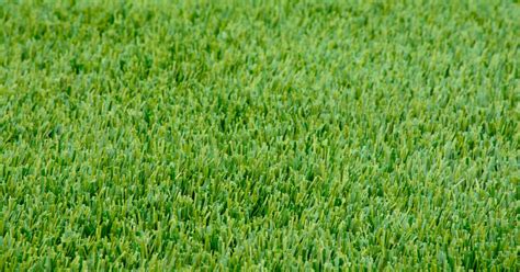 Perennial Ryegrass Lawn My In Depth Guide To A Thriving Lawn