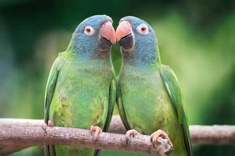 Couple Of Blue Crowned Parrots In Love On A Branch With A Green