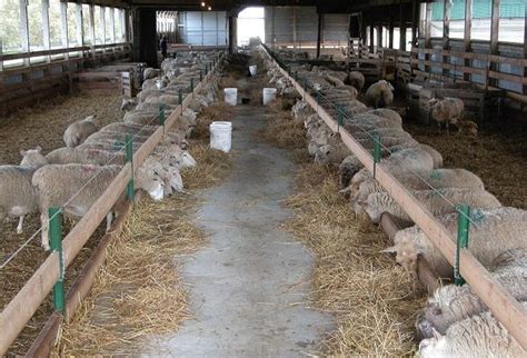 Inside View Of A Barn With Drive Through Alley Between Pens Sheep Are