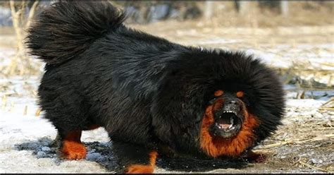 Top 10 Worlds Most Expensive Dog Breeds For 2019 The Dog