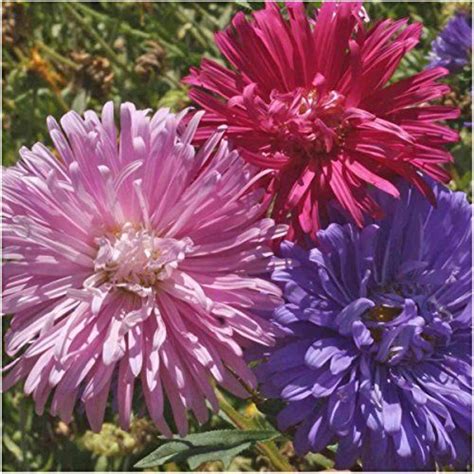 Package Of 1000 Seeds Crego Mix China Aster Callistephus Chinensis Open