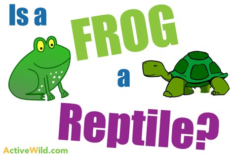 Is a Frog a Reptile? The Definitive Amphibian Vs Reptile Facts