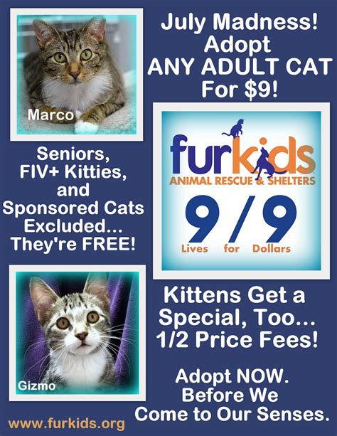 Furkids is full! 500 + cats at the shelter and they need homes. New