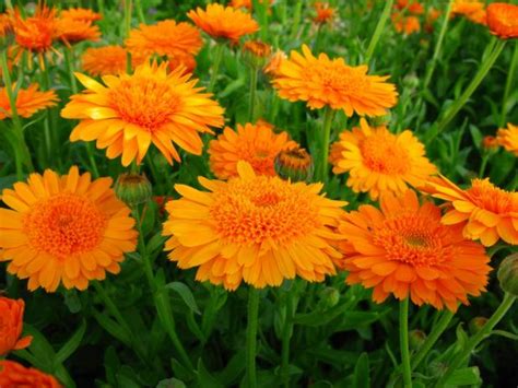 4.2 out of 5 stars. Pot Marigold: Planting Our Favorite Flowers | HGTV