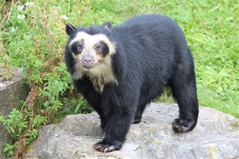 Spectacled Bear Natural History On The Net