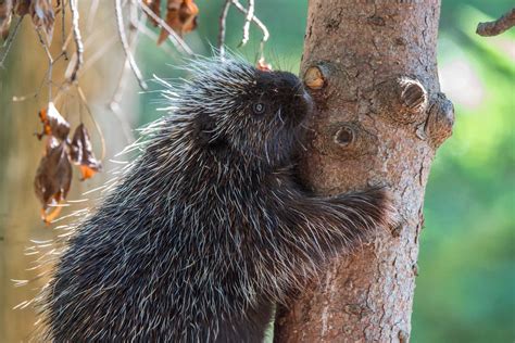 Two North American Porcupines On Exhibit At The National Zoo