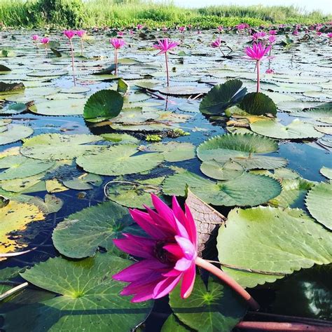 Red Lotus Lake Instathai Instathai Redlotuslake Udonthani