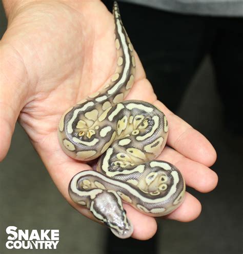 Pastel Mojave Leopard Ball Python Snake Country