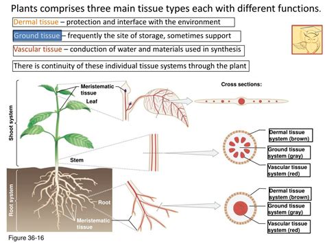 Ppt The Eudicot Plant Morphology Meristems Cell Types And Tissues