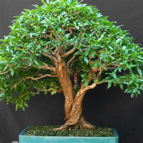 Today i'm going to focus this article on trying to enlighten you on how to make your own marijuana bonsai tree. Bonsai Care — Cactus & Tropicals