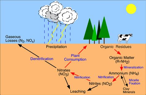 Cycles Of Matter Biology