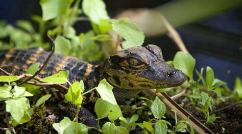 Florida Man September 30 Gator Hunter Places And Events