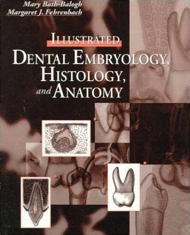 Illustrated Dental Embryology Histology And Anatomy By Mary Bath