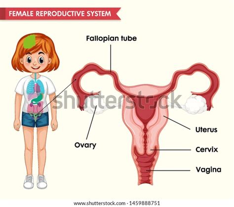 Scientific Medical Illustration Female Reproductive System Stock Vector