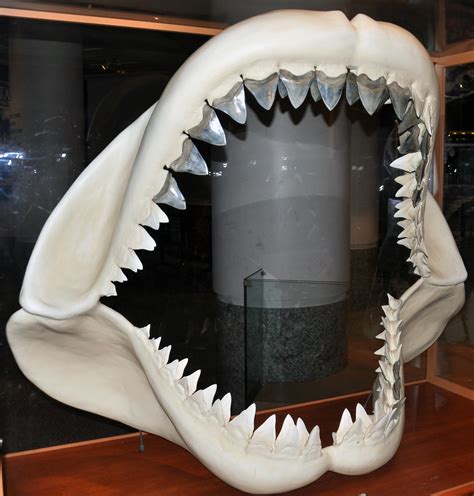 Carcharodon Megalodon Fossil Shark Tertiary North Carolina Usa 1