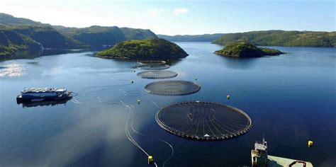 Salmon are native to tributaries of the north atlantic (genus salmo) and pacific ocean (genus oncorhynchus). Cooke salmon farming operation forced to remove 485,000 ...