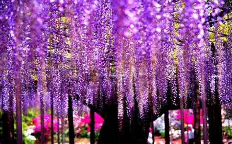 Wisteria Tree Wallpapers Top Free Wisteria Tree Backgrounds