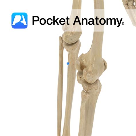 Tibia Soleal Line Pocket Anatomy