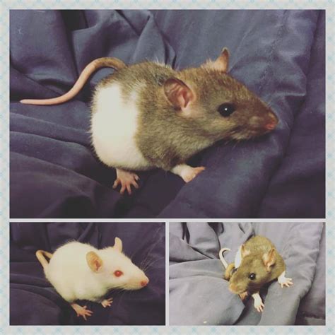 Flower City Critters Small Animal Rescue — Trio Of Male Rats Available