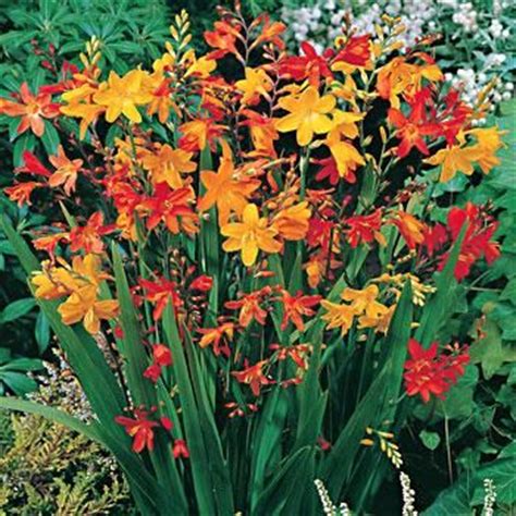 Coreopsis 02.09.2020 · lilies are hardy perennial flowers suitable for zones 4 and 5 and up to zone 9. zone 7 plants | at a glance hardy zones 5 9 spacing 4 5 ...