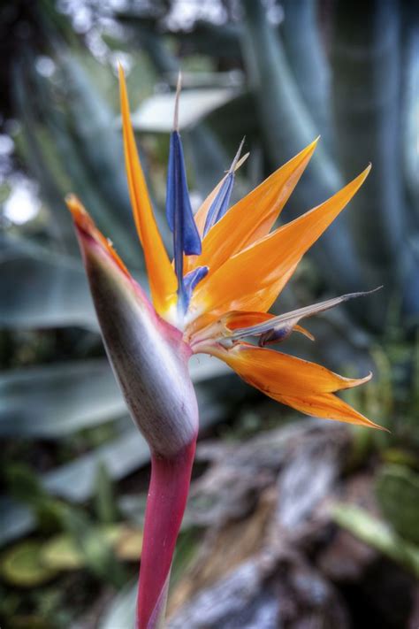 Why Won't My Bird of Paradise Plant Flower? | Hunker